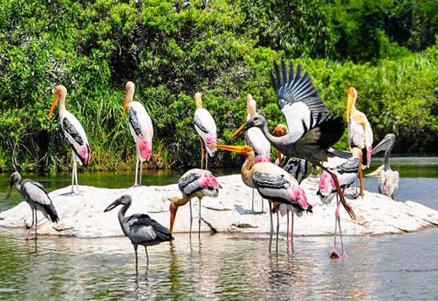 Little Tibet Birds Watching Tours Odisha
