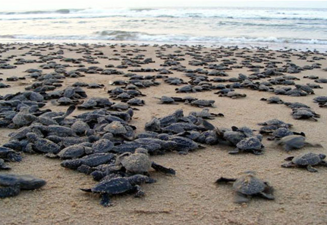 Gopalpur on Sea with Rydley Turtle Tours