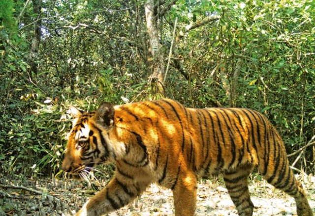 Odisha Wildlife Special Tours